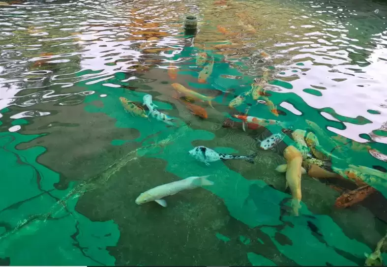 Los peces del Parque de Mayo se pueden ver en el Parque de Biodiversidad