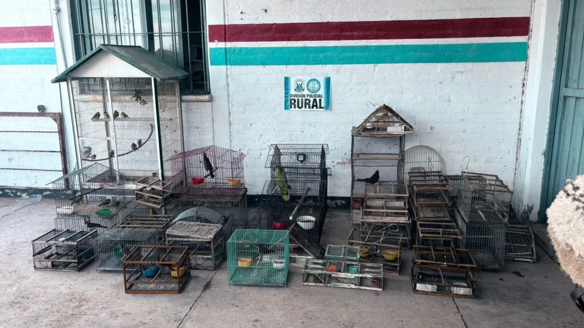 Rescataron 40 aves silvestres en dos allanamientos realizados en Pocito