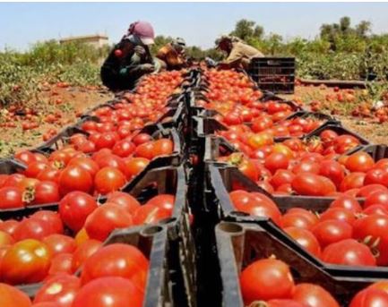 Productores de tomate en crisis: poca agua, altos costos y competencia con  importaciones