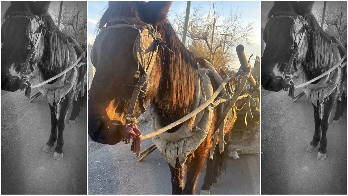 Detienen a un carretelero que usaba un caballo en total estado de abandono