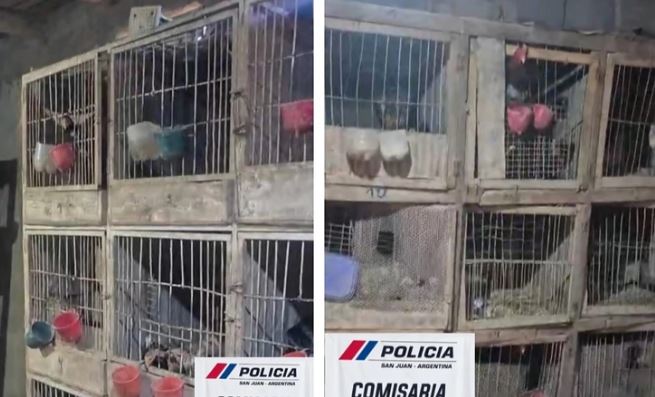 Gallos secuestrados en criadero ilegal