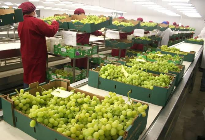 uvas de mesa