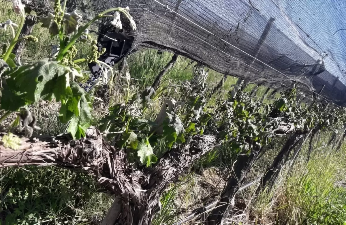 Las heladas complican al campo: ya hay 400 denuncias y más de 6.300 hectáreas en evaluación