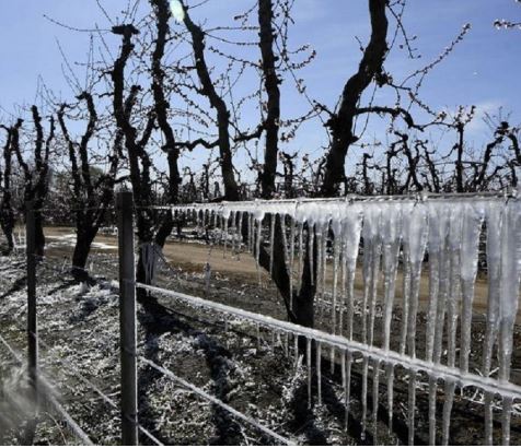 Unas 10.600 hectáreas de producción fueron afectadas por las heladas