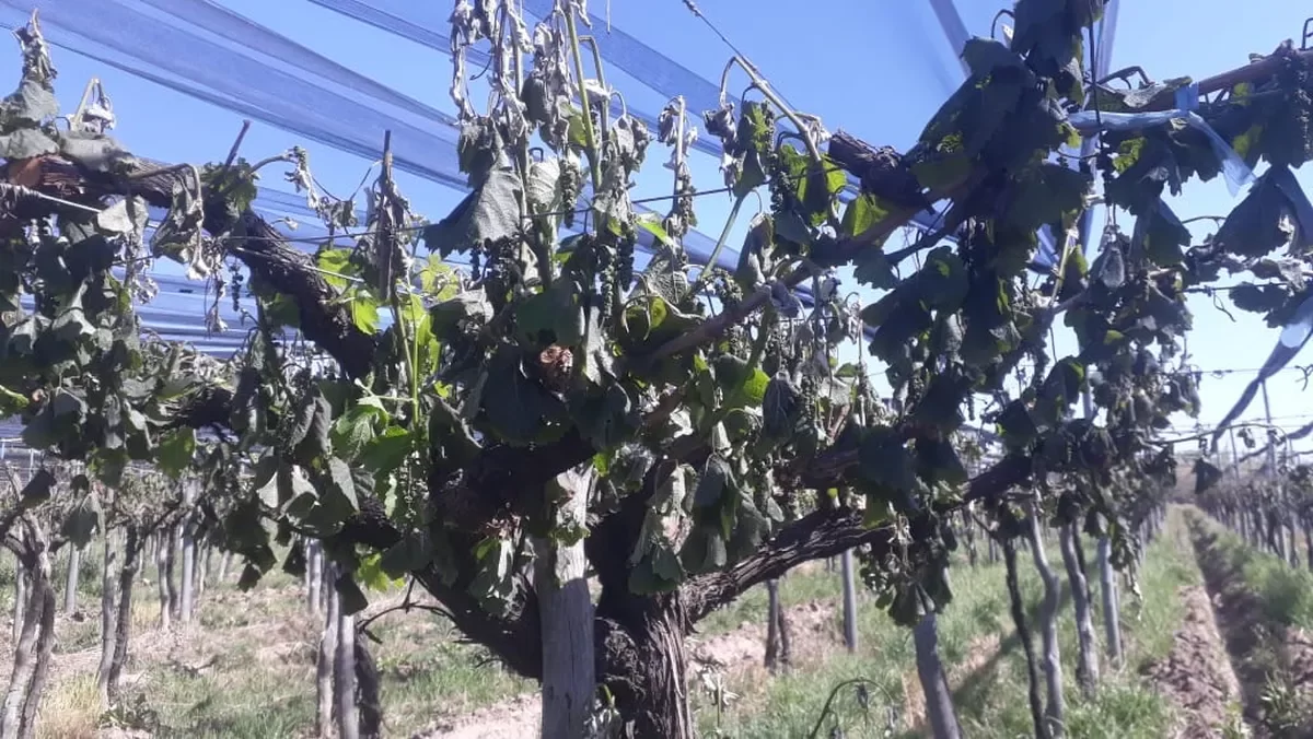 Helada tardía encendió la alarma entre productores vitivinícolas de San Juan