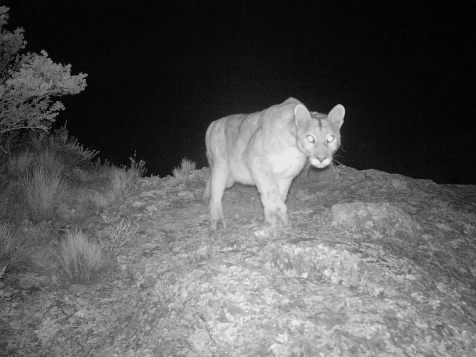 Alerta en Zonda por el avistamiento de un puma cerca de fincas y viviendas