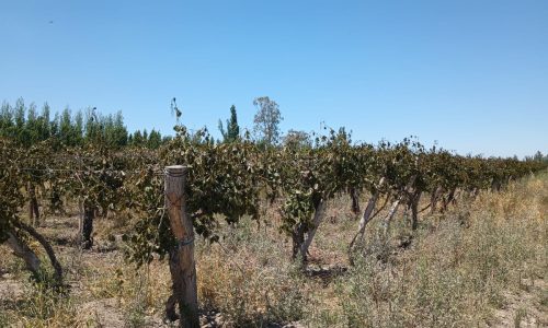 Otra helada golpeó a la producción sanjuanina y crece la preocupación por los daños